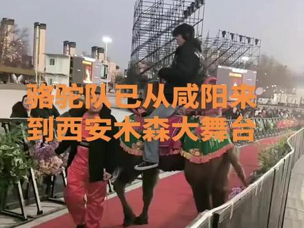 骆驼队已从咸阳来到西安木森大舞台#咸阳原骆驼队