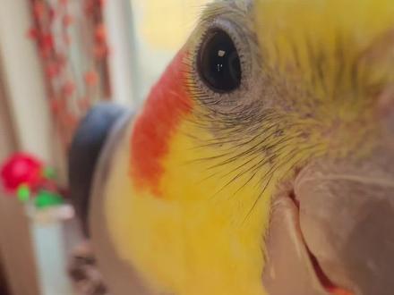 🐥:给我也p个圣诞小帽子!! 既梦AI站内「圣诞」频道还有更多可爱的模板✨本内容由既梦AI制作~#鹦鹉 #鹦鹉鹦鹉萌萌哒逗鹦鹉 #即梦AI #即刻造梦 #狠狠预制圣诞照