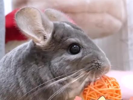 你家小龙猫咬你了?#宠物#萌宠#动物#龙猫@抖音小助手