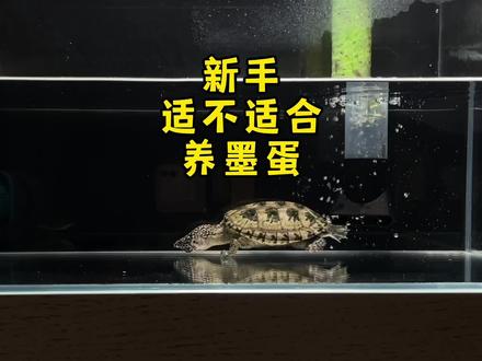 新手适合养墨蛋吗?墨西哥蛋龟好养吗?#萌宠出道计划 #养龟日常 #蛋龟 #龟宠时代 #墨西哥蛋龟