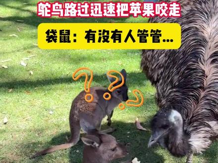 袋鼠:它当时嘴太快了我都没反应过来 可怜的小袋鼠,但怎么这么好笑#野生动物零距离 #袋鼠 #鸵鸟 #动物园承载了一天的快乐 #动物的迷惑行为