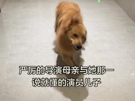 #金毛 #金毛壮壮 #壮壮是只傻狗 #翻斗花园的壮壮
今天的戏是,表演出门非常开心非常快乐的感觉,要求演员不能开口说话,只能通过肢体和表情去向观众传递情绪