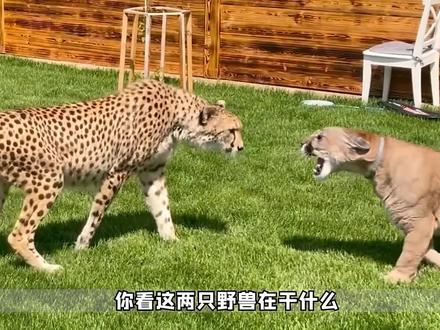 原来豹子这么爱吃醋、不过可真难哄呀。 #宠物 #豹子 #动物成精