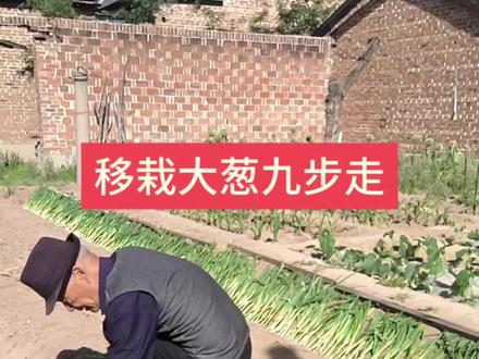 移栽大葱九步走 把移栽大葱摆葱的过程分享给种菜新手朋友们#移栽大葱