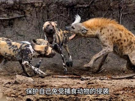神奇的瞳孔,不同的视觉#科普 #神奇动物在抖音 #动物知识科普视频 #动物 #人与动物