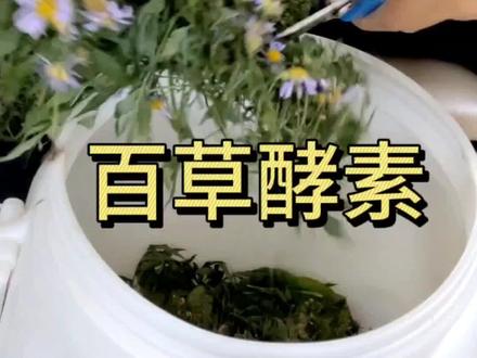 田间无杂草,百草都是宝~#识百草 #大自然的馈赠
