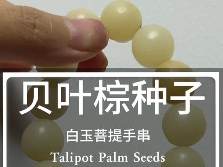 9块钱菩提种子,打磨完竟然像羊脂白玉❓❗️#菩提子 #手工diy #贝叶棕种子 #文玩