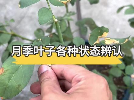 月季叶片状态答疑 #养花小知识 #月季养护 #养花人 #黄叶