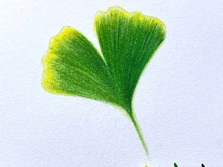 3个颜色居然就可以画银杏树叶,你学会了吗#跟着抖音学画画 #彩铅 #画画 #原创 @DOU+小助手