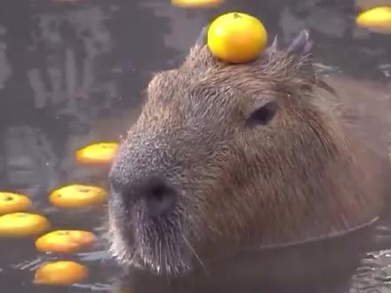 水豚:希望这个世界没有打架!没有鹈鹕!#水豚#动物#萌宠#搞笑