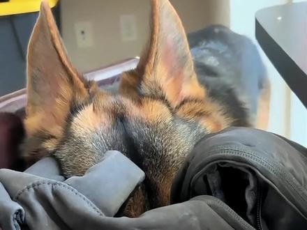 你怎么就空手来了,兄弟我这么好哄啊!
#德牧 #警犬 #狗狗 #狗子的心思都写在脸上了 #毛孩子也是孩子