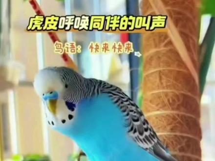 鹦鹉的花叫声,放给你家鹦鹉听。#鹦鹉日常 #鹦鹉鹦鹉萌萌哒逗鹦鹉