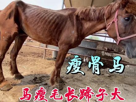 可怜的瘦马都快成标本,瘦的皮包骨头路不能走,遇到新主算得救了