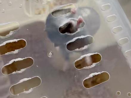 没人告诉我仓鼠不能住塑料别墅啊
还有惊人的臂力
才两天,就要越狱了吗