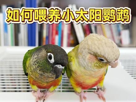 如何胃养小太阳鹦鹉#养鹦鹉必看 #养鹦鹉必备知识 #养鹦鹉知识分享 #小太阳鹦鹉 #鹦鹉干货分享