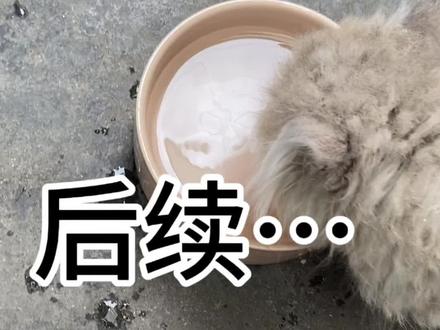 大家关注的后续来了,小猫是5.2中午捡回来的。小猫捡回来给它打理干净后发现它的屁屁已经是发炎红肿的状态,可能里面堵塞了很多便便没有排出来,捡回来后给它屁屁做了简单的清创和护理,目前可以流出一点点液体状态的💩,每次排出一点点后我都是拿棉签给它擦拭消毒。它的运气还是差了一点没有遇上条件好的,反而先被我撞见了,我只是一个普通人能力有限,只能在自己的能力范围内照料好它。
关于评论区很多人疑惑我主页为什么全都是猫咪的视频,猜想是营销号,我先声明一下我家里面本来就养有四只猫咪,都是我嫂子养的,主页发的我家猫咪的视频都是去年拍摄的,回老家过年后便只带了一只布偶和一只英短下来,两只都是男孩子。我觉得自己的账号拿来记录自己家的猫咪是没什么问题的吧,还有就是捡来的这只小猫,目测只有不到两个月应该是还没断奶的小奶猫,我相信但凡养有过宠物的人都绝对不会忍心用丢弃小猫这种事情拿来博流量,至于捡到的小猫是不是被遗弃或者走丢的我并没有上帝视角,希望大家理性看待#关爱流浪动物 #救助流浪动物 #捡猫后续