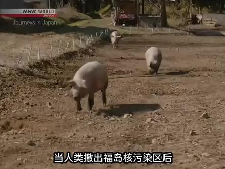 福岛核禁区惊现超级猪:基因变异引发生态危机