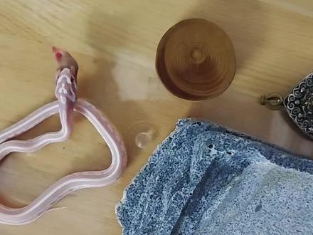 #蛇 #神奇动物在抖音 #动物成精 #奇妙的动物 #动物解说
感谢@摊主暴走基 的指点迷津😘