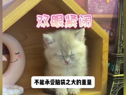被网友称为南宫问雅的
木子小对长#猫咪