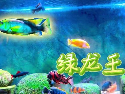 新手必看!三湖慈鲷绿龙王饲养小知识 #三湖慈鲷 #绿龙王 #三湖慈鲷绿龙王 #绿龙王鲷 #三湖慈鲷鱼