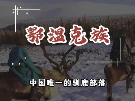 中国唯一的驯鹿部落#旅行 #少数民族 #鄂温克族 #旅游 #旅行大玩家