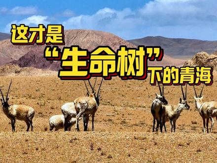 这就是”生命树“中的”青海“! 九个月的积累,但它依然只是”生命树“中”青海“的一小部分!#生命树 #时常被生命树感动 #德令哈 #跟着生命树游德令哈 #哈哈看世界 @德令哈文旅