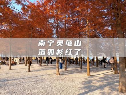 如果南宁冬天有颜色,那一定是棕红色!最近超火的落羽杉已经有了冬天的模样!快来打卡吧!#南宁 #寻找冬天的颜色 #落羽杉 #网红打卡地 #新年第一拍