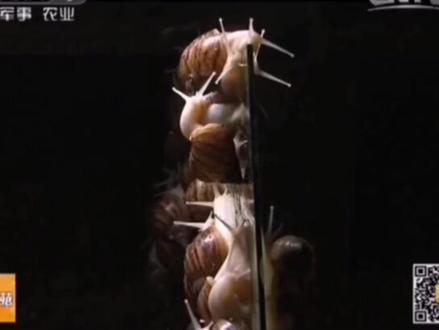 #奇妙的蜗牛粘液#奇妙的动物 #绿尔蜗牛开启美好生活 @抖音小助手