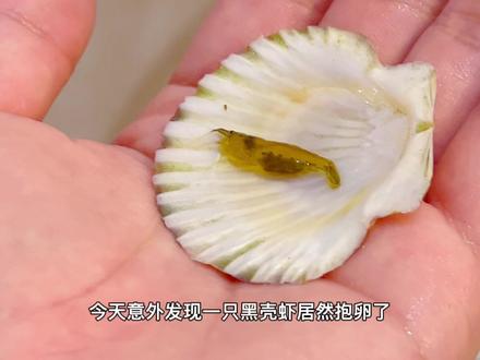 黑壳虾孵化日记#黑壳虾