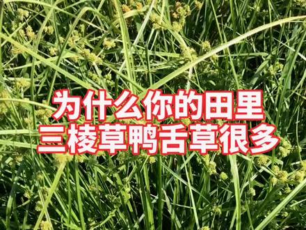 为什么你的田里三棱草(莎草)和鸭舌草等阔叶杂草很多,就是封闭除草时苄嘧磺隆剂量没用足#水稻#科学除草