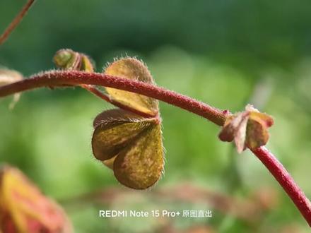如果你的手机有长焦,没有微距,不妨试试这样拍! 本期视频用的设备是红米Note15 Pro+,1000多元的价位,拍出来的效果也是非常的不错,如果你用的是旗舰手机,那效果会更好#手机摄影 #拍摄技巧 #长焦微距
