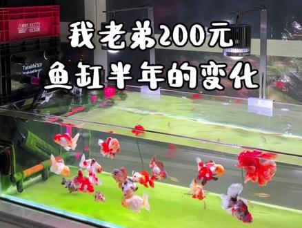 当初以为捡了个便宜,谁曾想后期花出无数个200#老弟养鱼 #鱼缸 #养鱼日记 #养鱼费用