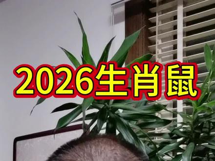 2026生肖鼠怎么样?#生肖鼠#职场#情感#自我提升 #宝宝起名