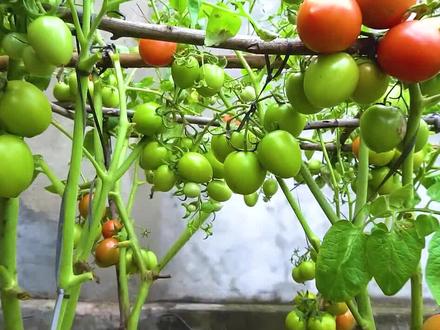 一个塑料桶种四棵西红柿 #三农 #种菜 #阳台种菜 #种植小技巧