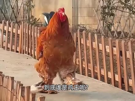 啊?是鸡中王来了~#万万没想到