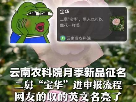这名字可太妙了! 云南农科院月季新品征名 二舅“宝华”进申报流程 网友的英文名亮了:Joe(舅)、Angel(俺舅)