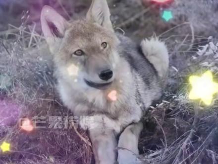 神戳戳的李微漪和亦风#重返狼群 #格林 #李微漪