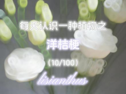 洋桔梗的花语是:“真诚不变的爱”#洋桔梗 #花语 #情感共鸣
