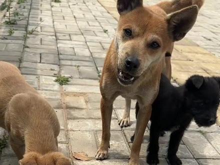 为啥田园犬不吃手上的食物呢#边牧巧克力的一家