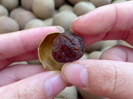 桂圆干是初级农副产品,我们没有任何添加。收到货一定要放冰箱冷冻保存! 大家知道如何挑选桂圆干嘛?