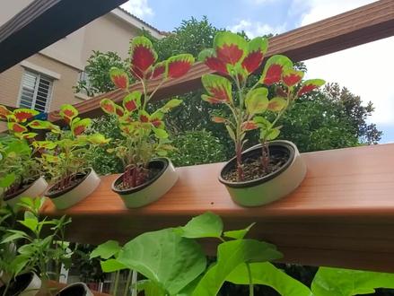 养鱼不换水种菜不施肥,这只是理想状态,适当施肥有利于蔬菜生长