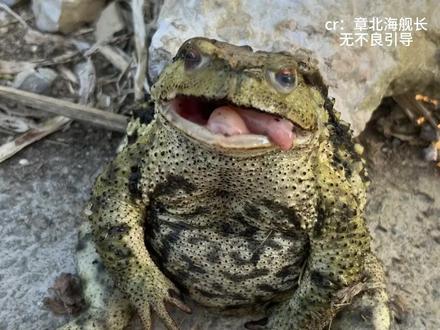 在网上你甚至可以看到坐了六年牢的蛤蟆#蛤蟆 #万万没想到 #搞笑 #抽象#红红火火过春节