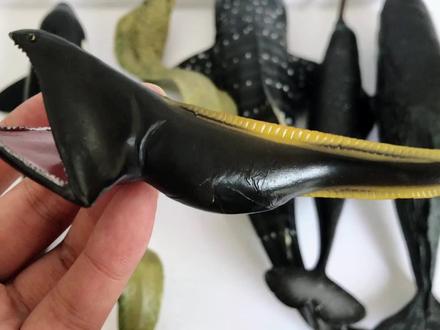 认识吞噬鳗独角鲸海鳗等海洋动物 #鲸鲨 #模型机 #虎鲸 #海洋动物玩具 #认识动物