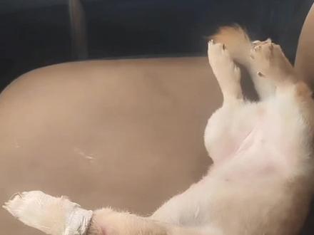 各位粉丝朋友,大家好,感谢你们这么喜欢豆豆,衷心的谢谢你们#小马哥和豆豆的卡车生活#不养狗不知道养狗的乐趣