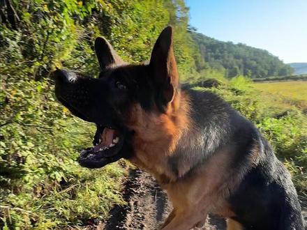 和小动物们快乐生活在山里 #日常vlog #我的乡村生活 #农村生活