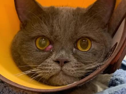 猫第三眼睑外露 猫咪的眼睛需要重视 不处理会结膜溃疡 导致穿孔 #猫眼科 #丁香色蓝猫 #欢迎光临我的生活 #创造灵感