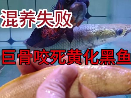 奶凶奶凶的小巨骨,竟然咬死黄化黑鱼#我要做爆款 #猛鱼 #巨骨舌 #巨骨舌鱼 #黑鱼 #黄化黑鱼 #鳜鱼 #雷龙鱼 #铅笔雷龙 #原生鱼