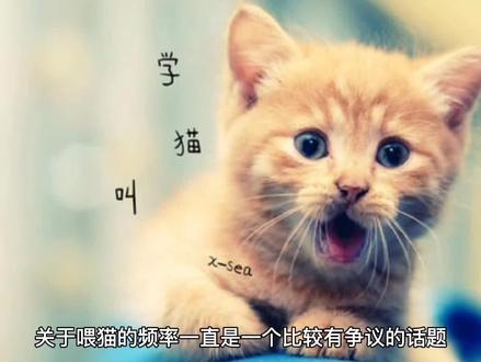 猫咪到底一天喂几次比较合适?