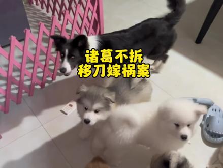 诸葛不拆拔监控这个事,是巧合还是它真懂……#傻狗的日常 #萌宠出道计划 #狗狗 #铲屎官的乐趣 #边牧