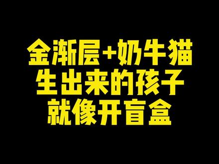 金渐层+奶牛猫生孩子就像开盲盒#金渐层 #开盲盒的快乐 #猫咪 #萌宠 #喵星人